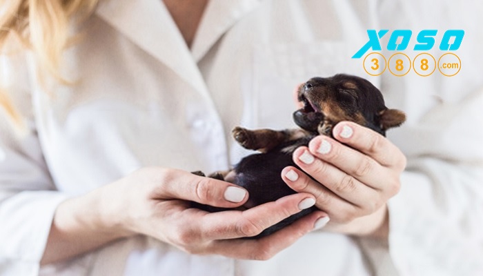 Nằm mơ thấy chó đẻ