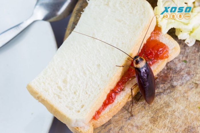 gián bò lên người là điềm gì