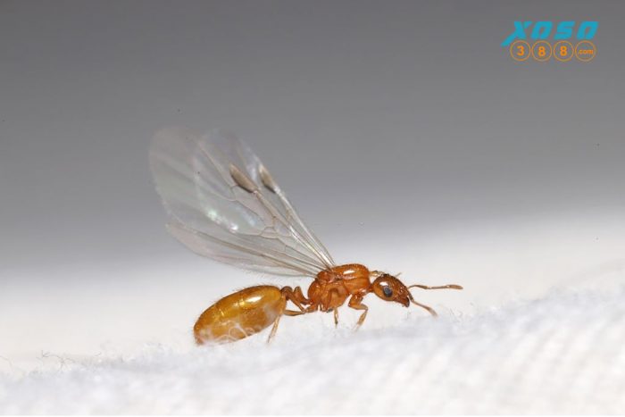 Giải mã con kiến số mấy khi nằm mơ