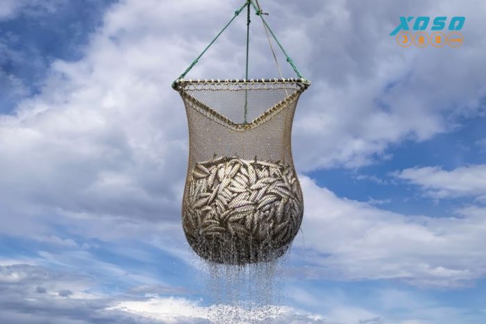 Giải mã giấc mơ bắt được cá