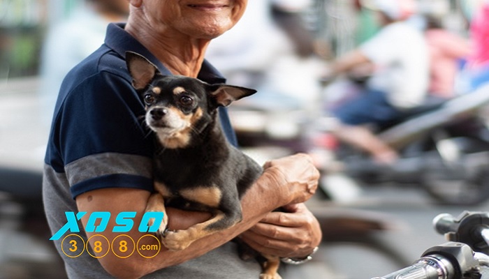 Mơ thấy chó đánh con gì