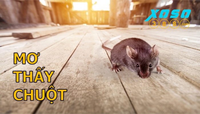 Nằm mơ thấy chuột