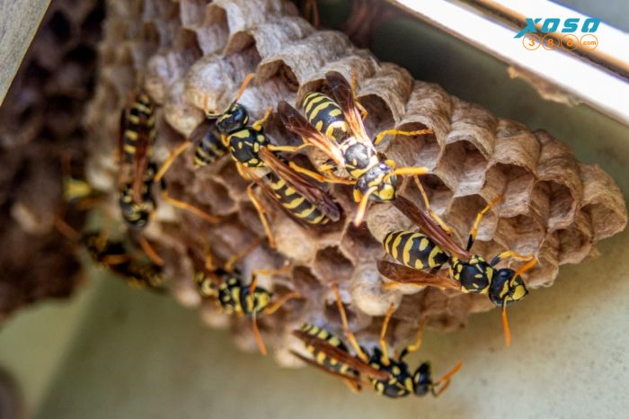tò vò làm tổ trong nhà tốt hay xấu